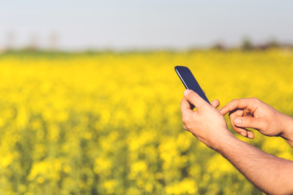 Man holding cell phone with canola field in background