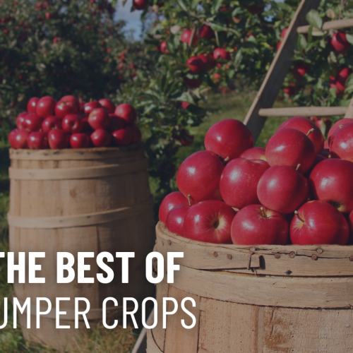 How Canadian Agri-Food Producers Can Better Utilize Fall Bumper Crops